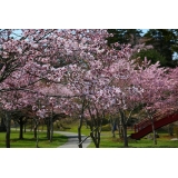 桜の名所子野日公園
