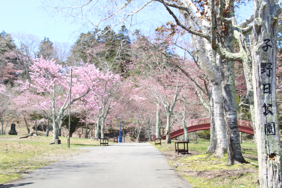 01sakura