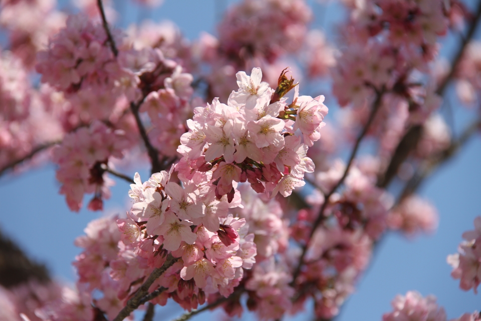 03sakura