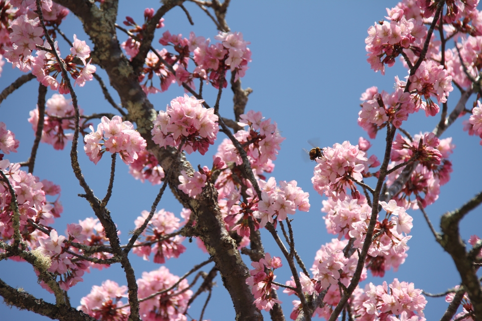 04sakura