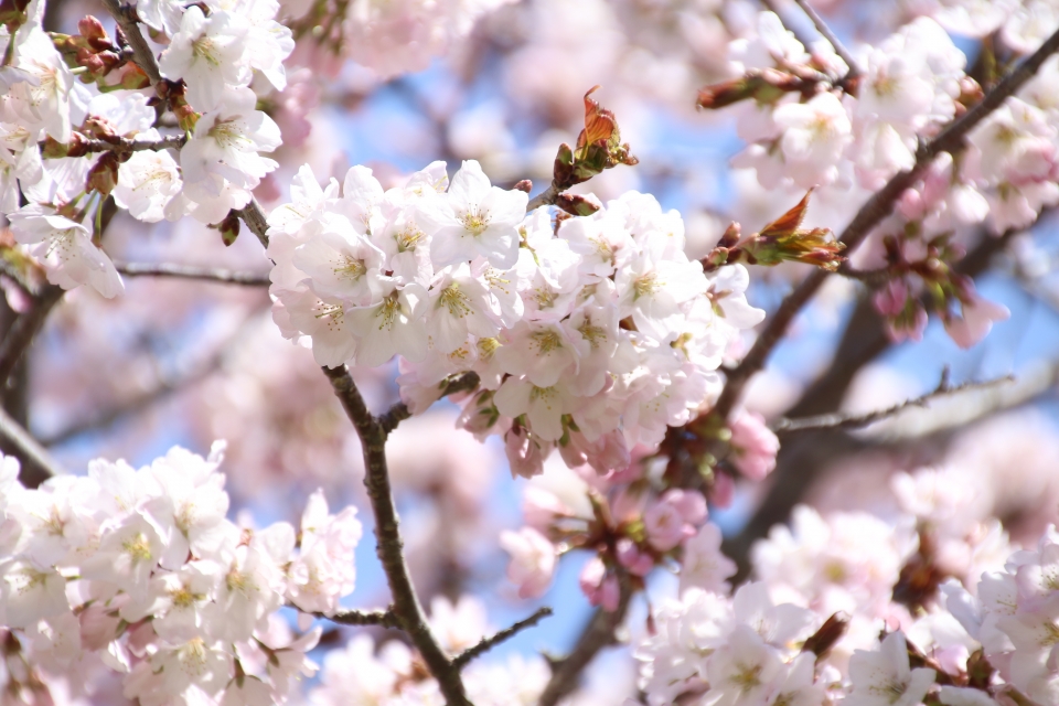 06sakura
