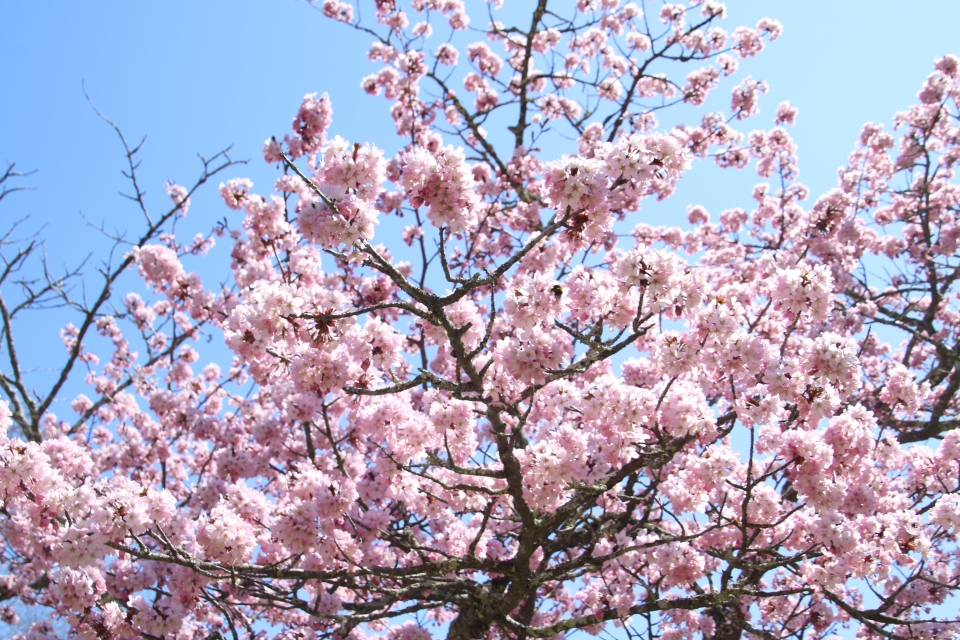 07sakura